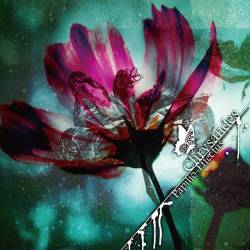 Papilio Effectus : Chrysalides